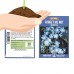 Myosotis Flower Garden Seeds - Sylvatica Forget Me Not - 4 Oz - Perennial Flower Gardening Seeds - Myosotis sylvatica - Forget Me Not   566987770